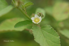 Sida spinosa